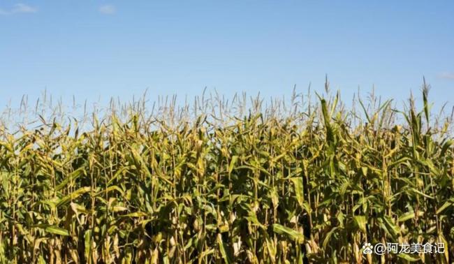 老话“冬至甲子头，寡妇不用愁”