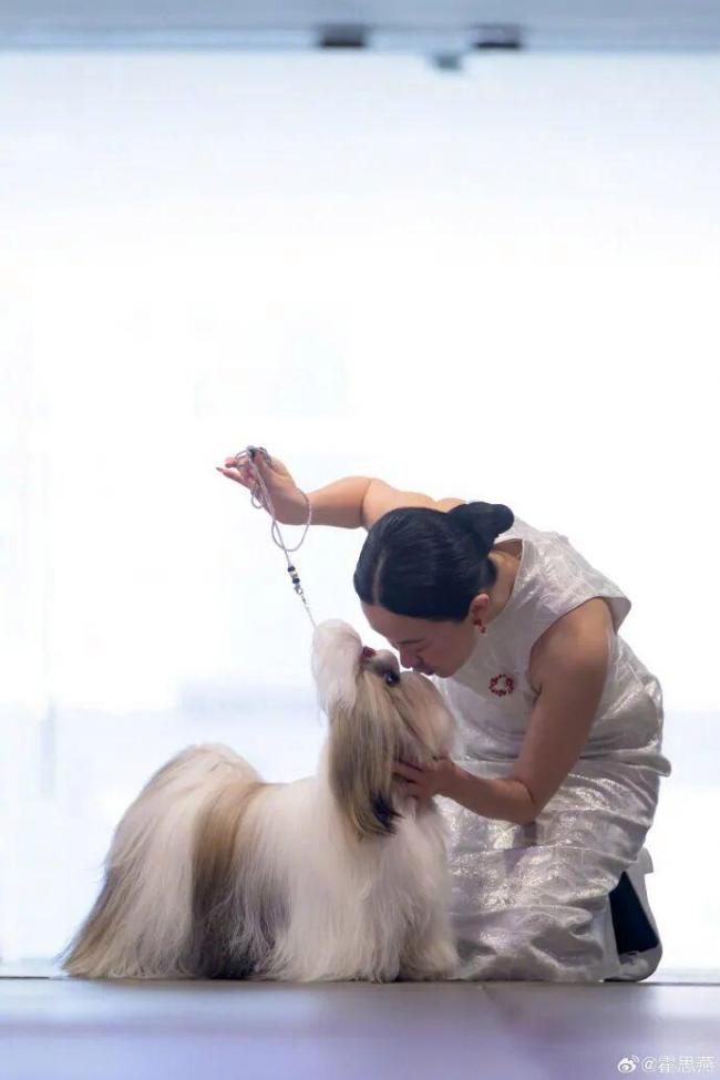 霍思燕穿旗袍牵西施犬在国际展夺冠 东方优雅闪耀世界
