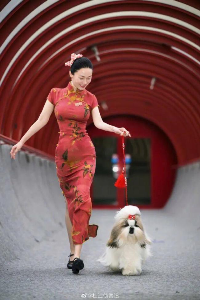 霍思燕穿旗袍牵西施犬在国际展夺冠 东方优雅闪耀世界