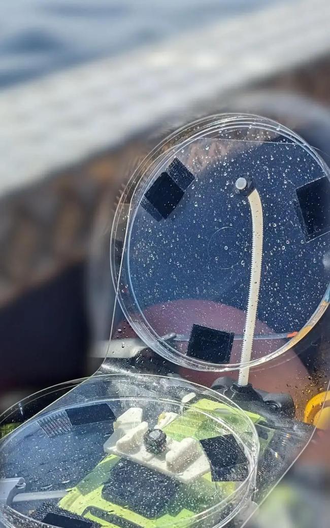 无人机飞进鲸鱼喷出的水柱，发现了致命病毒 北极鲸群健康拉响警报