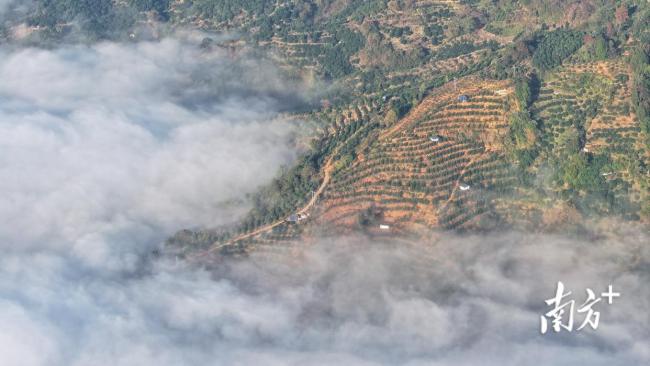 山坳里的“3J”新农活！10多万买无人机2个月就回本 