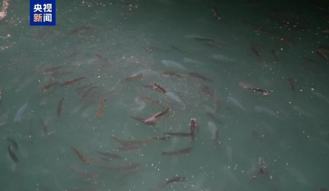 全球首艘三文鱼养殖工船启用投苗 深远海养殖新篇章