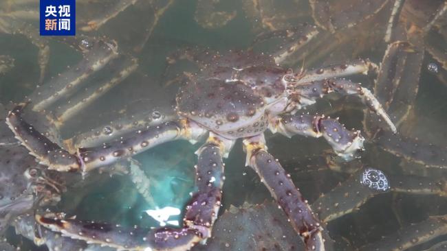 新疆活体帝王蟹进口贸易额突破一亿