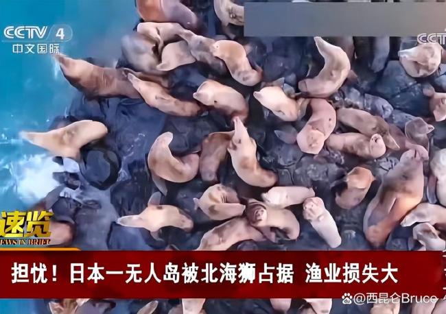 日本一无人岛密密麻麻都是北海狮 渔民损失惨重