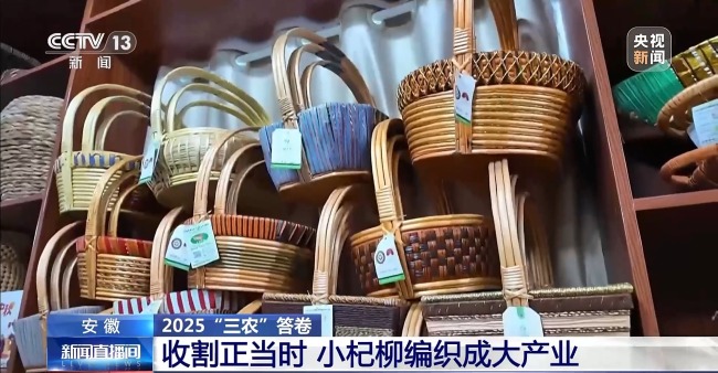 杞柳收割正當(dāng)時(shí) 看阜南老手藝如何編織廣闊未來(lái)