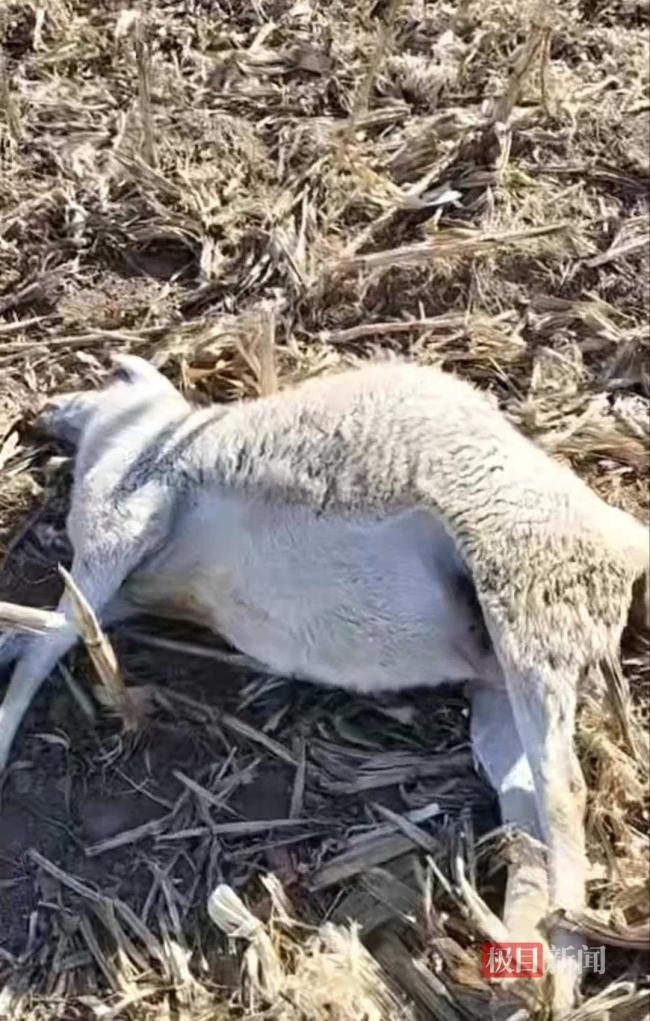 晋中一村民称家中120只羊被毒死 好友投毒震惊全村