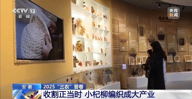 杞柳收割正當(dāng)時(shí) 看阜南老手藝如何編織廣闊未來(lái)