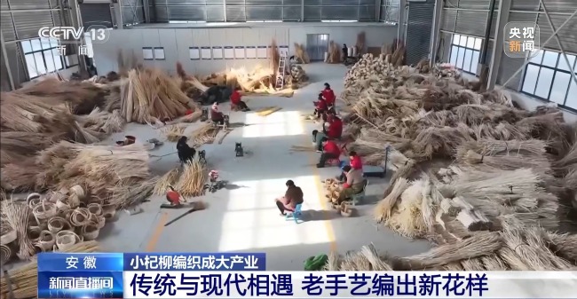 杞柳收割正當(dāng)時 看阜南老手藝如何編織廣闊未來