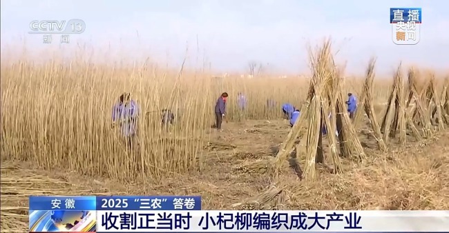 杞柳收割正当时 看阜南老手艺如何编织广阔未来