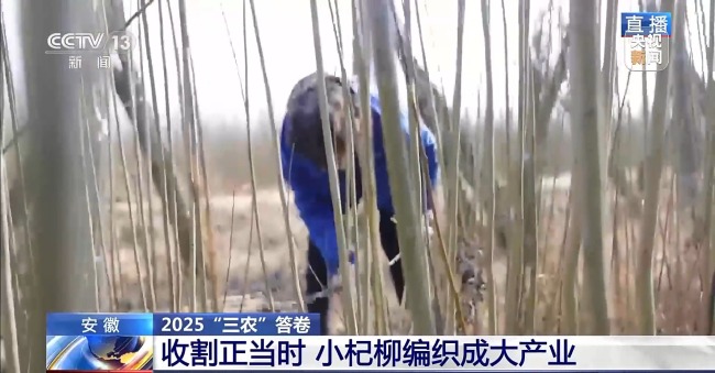 杞柳收割正当时 看阜南老手艺如何编织广阔未来