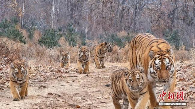 中国首次记录到“六虎同框”