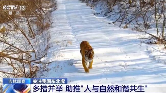 预警相机📷️如何多次拍到东北虎家庭 罕见多产影像揭秘