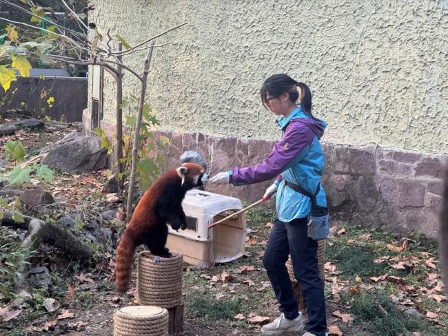 台北将向上海赠送一对黑脚企鹅 共促物种保育