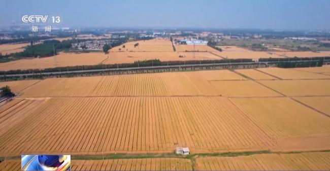 为何今年全国粮食产量再创新高 丰收来之不易