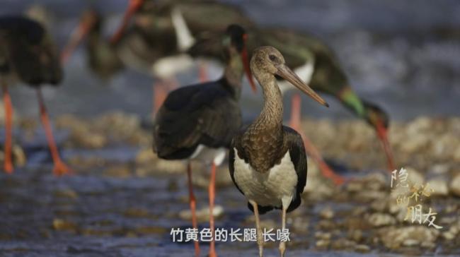 黑鹳在北京的爱情故事令人动容 忠贞生灵的城市共生