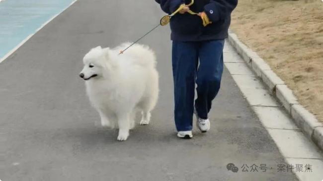 明起不文明养犬行为最高拘10天罚1千元 新法划定“红线”