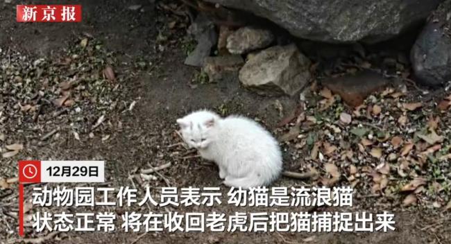 流浪幼猫意外掉入狮虎山被救 动物园回应安全状况