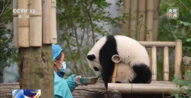挤作一团超治愈！成都大熊猫新生宝宝来报到