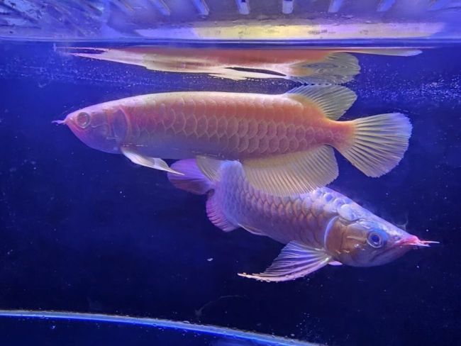 女子背包里藏金龙鱼被海关查获 濒危物种走私受阻