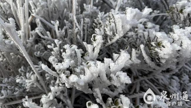 福建2026年首场雾凇来了 银装素裹梦幻景