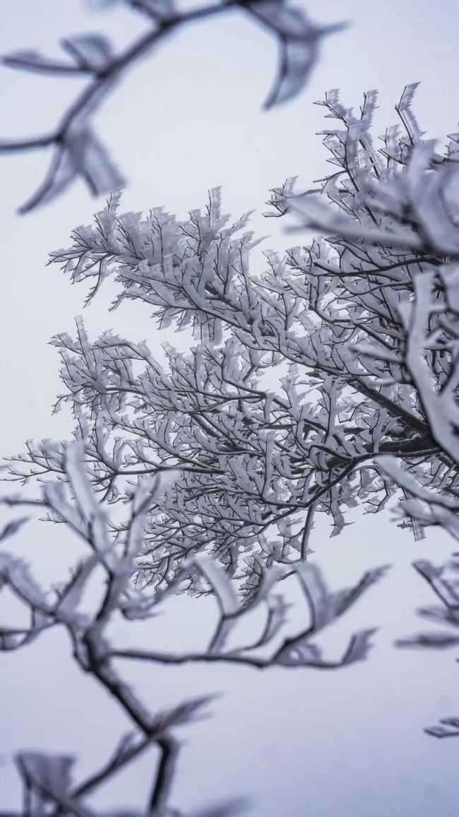 长沙黑麋峰雾凇美到开挂 银装素裹迎新年