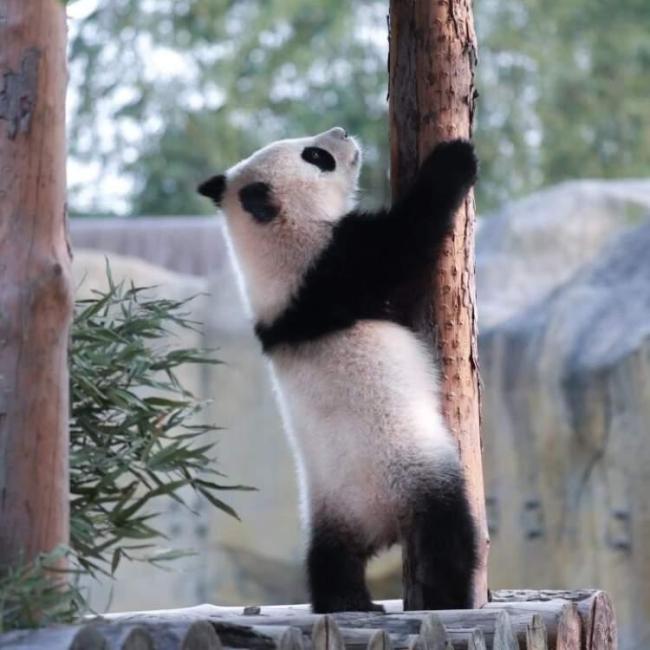 大熊猫七七即将返回四川 开启新生活旅程