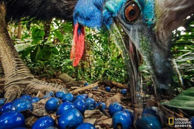 轻松咬碎头骨,掏出内脏?这只世界上最危险的鸟一生都在被误解 鹤鸵的真实面貌