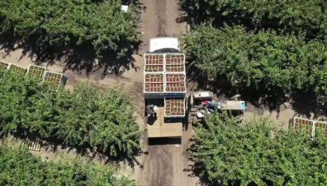 “刚买完又降40块”，跌落凡间的车厘子更没人要了？ 价格跳水引发热议