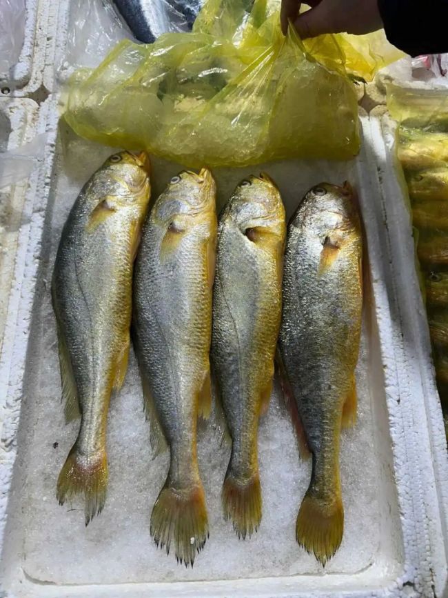 野生大黄鱼降价了！每公斤便宜约200元 供应充足选择多