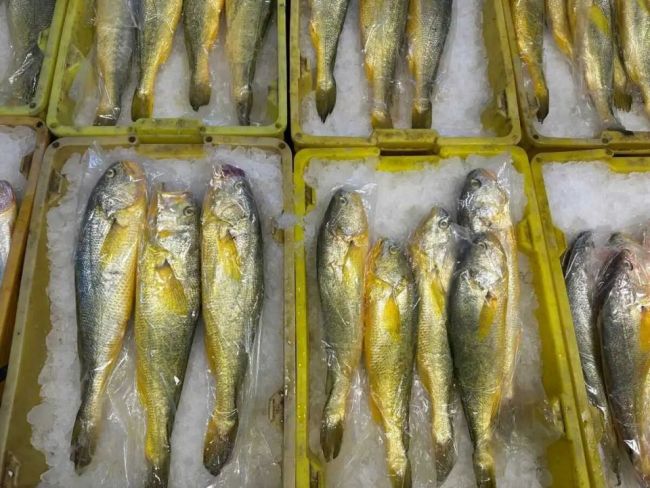 野生大黄鱼降价了！每公斤便宜约200元 供应充足选择多