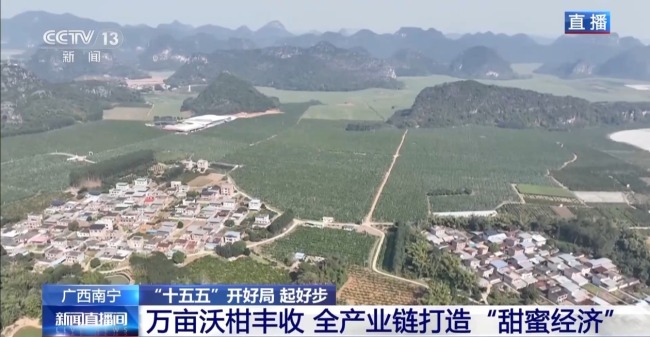 小果子撬动大产业线上配资十大平台 万亩沃柑迎丰收