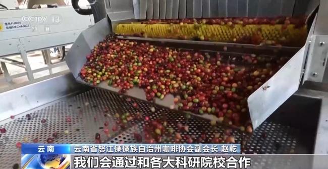 走出大山 云南咖啡何以從“紅果”走向“紅火”？