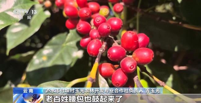 走出大山 云南咖啡何以從“紅果”走向“紅火”？