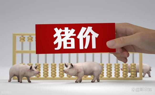 多地猪价突破13元/公斤 突然缺猪了？ 中大猪存栏偏紧