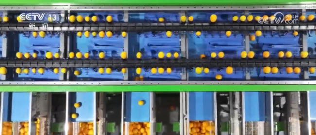 “数字+农业”助推特色农产品“出圈”