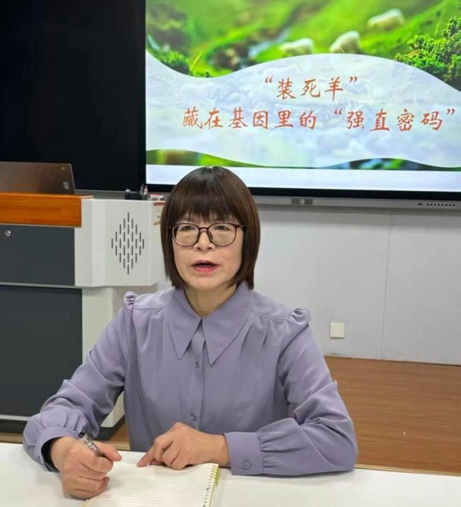 网红戏精小羊装死实则因遗传缺陷 基因突变引发肌强直