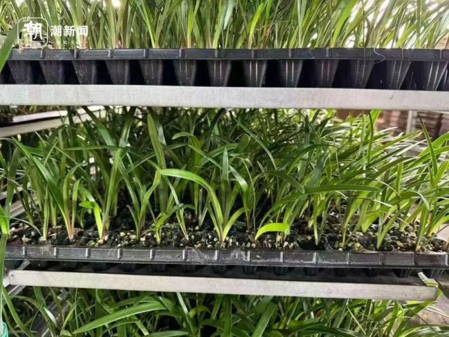 曾近300元排队抢的花已跌至35元 网红经济回归理性