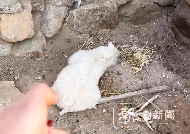 装死小羊身价30万主人仍不卖