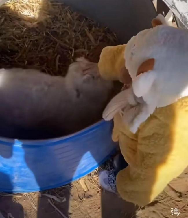 网红戏精小羊装死实则因遗传缺陷 基因突变引发肌强直