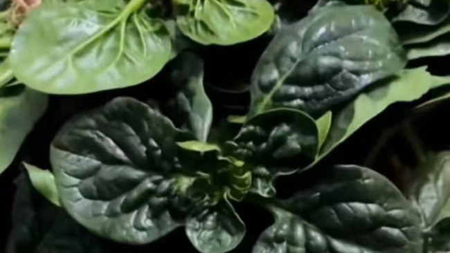 河南趴地菠菜走红 高速绿通送全国 蔬菜“顶流”加速出豫