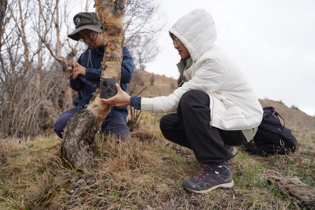 10年来最接近北京豹影被拍到了 华北豹再现太行山