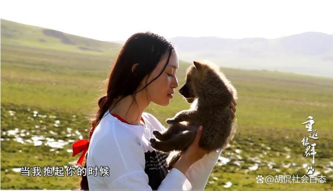 带小狼重返狼群的成都女画家近况