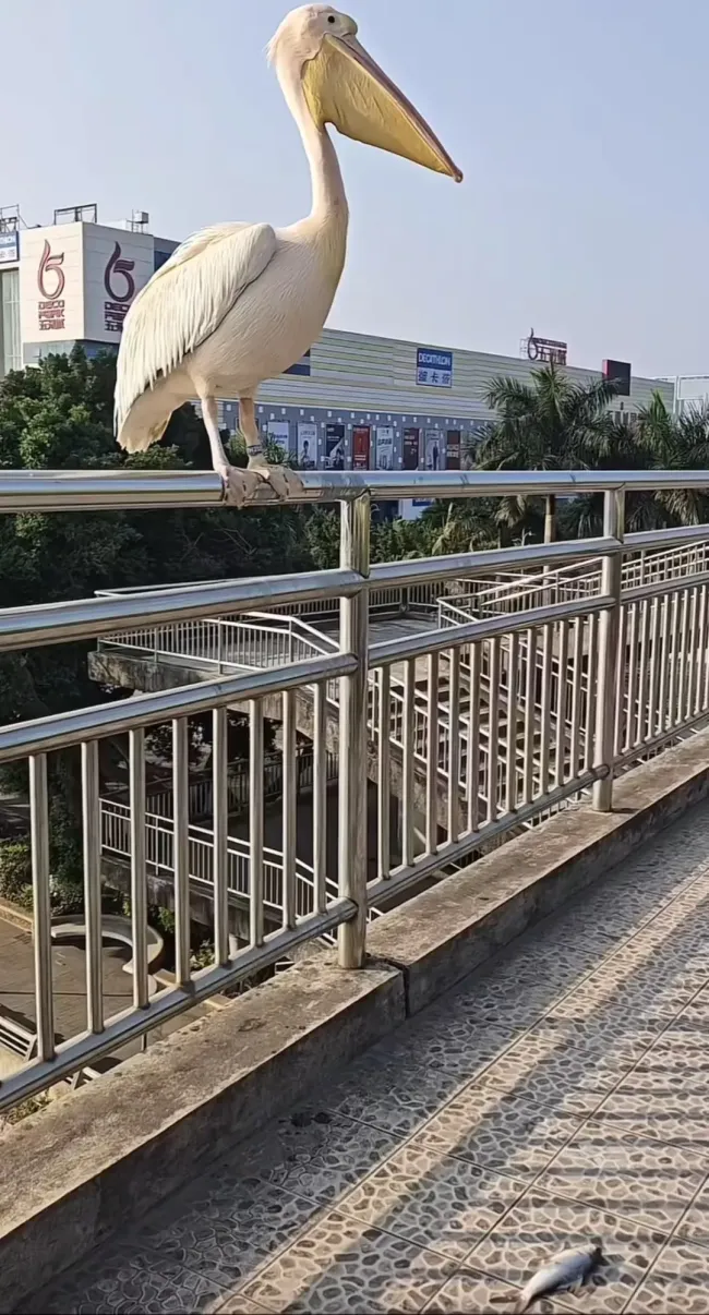 动物园回应鹈鹕出逃当天已被抓回 鹈鹕“逛街”引关注