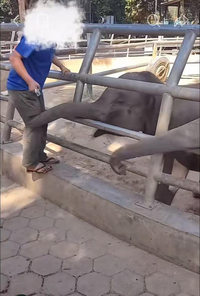 小象被员工用金属锁殴打 动物园回应 饲养员已受批评教育