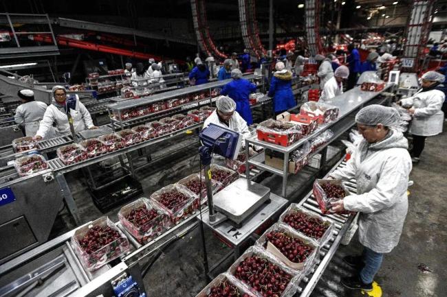 车厘子自由是用什么换来的 智利果园与物流革新