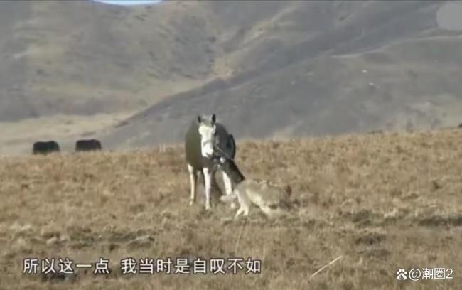 当狗狗看完重返狼群后 颠覆对狼的认知
