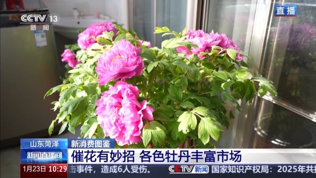 国色“添香” 牡丹花成村民“致富花”