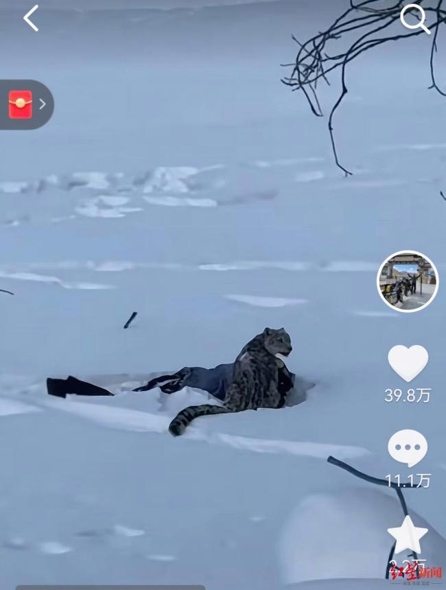 雪豹伤人事件当事人：没有摸雪豹