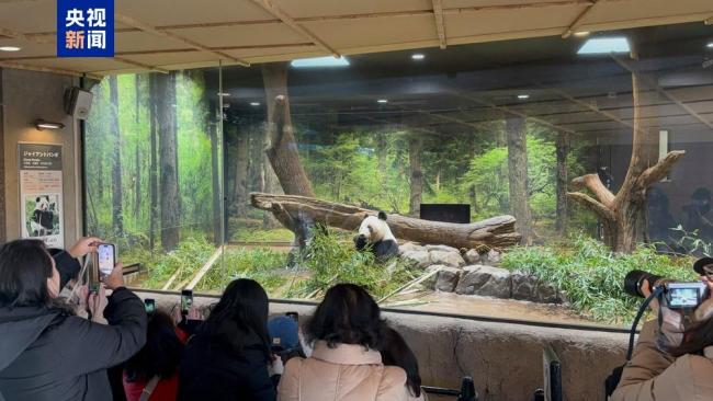 临了一天打卡 旅日大熊猫将复返中国 人人依依不舍告别