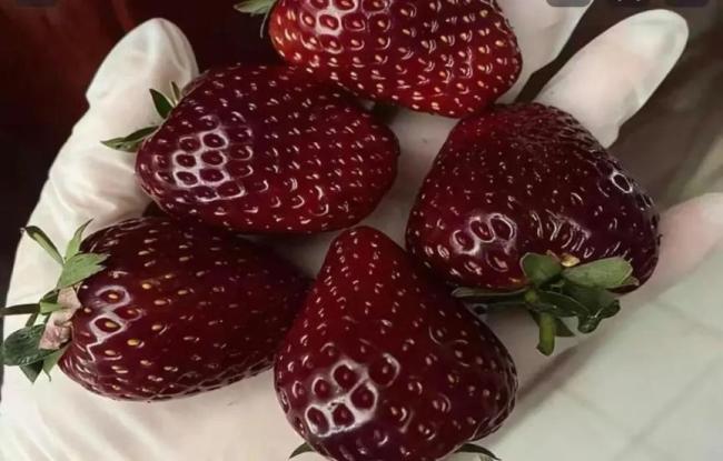 300元一斤的“黑草莓”是什么来头 深紫近黑颜值引热议